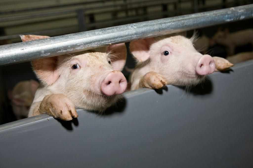 У дослідному господарстві під Полтавою загинули дві свині: підозрюють АЧС