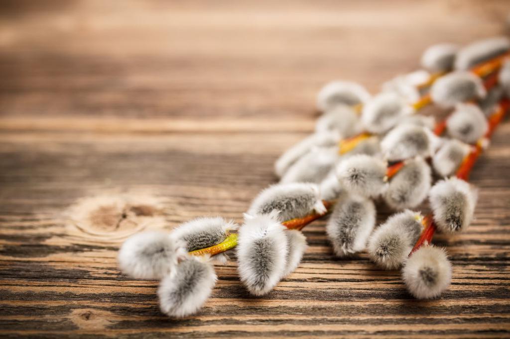 Вербна неділя: звичаї й традиції