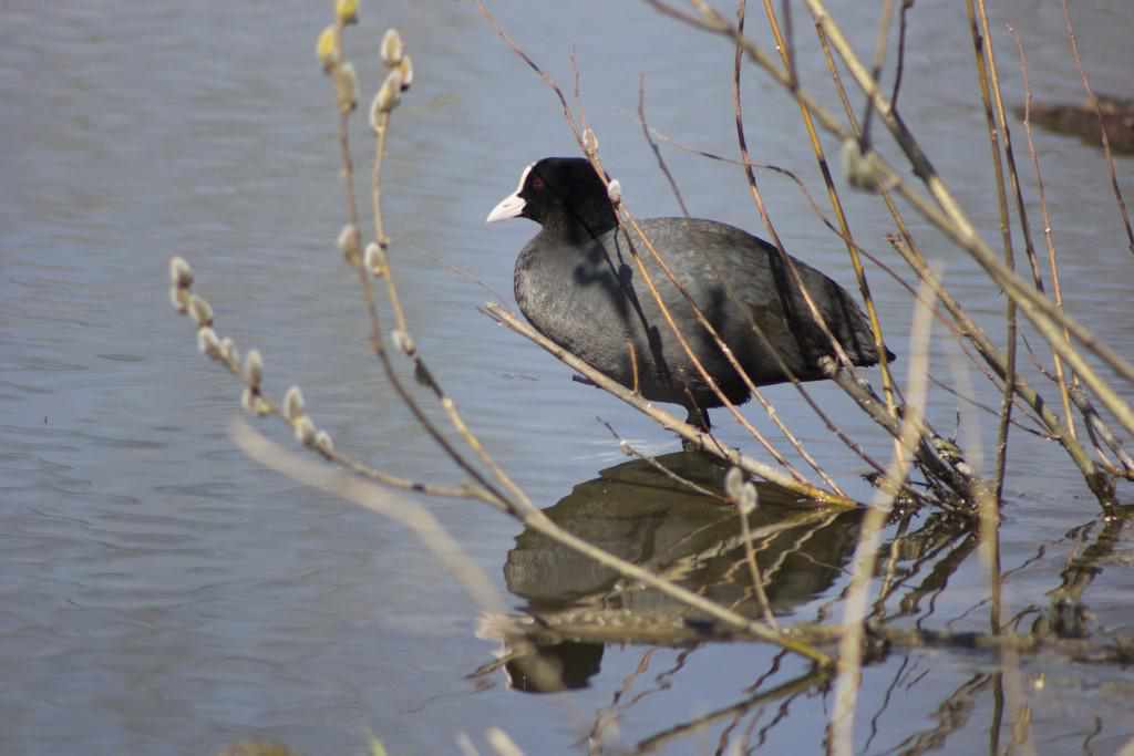 Хто літає, плаває і стрибає у Полтавському дендропарку. ФОТОРЕПОРТАЖ