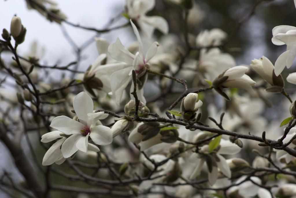 У Полтаві почала квітнути магнолія кобус. ФОТО