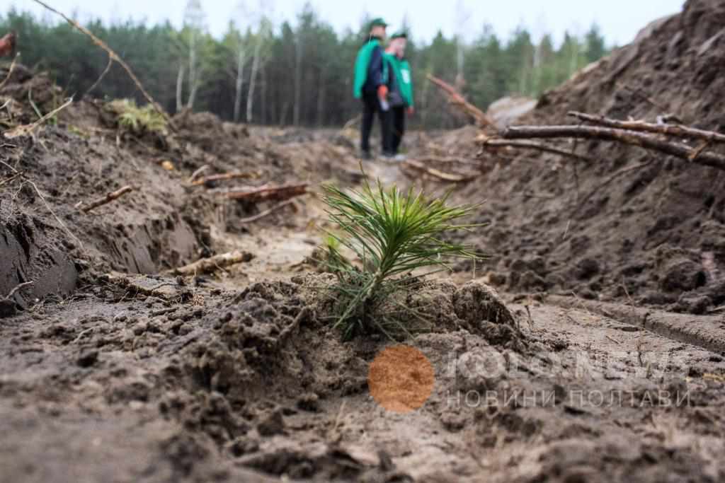 Скільки яких дерев посадили на Полтавщині цього року. ІНФОГРАФІКА