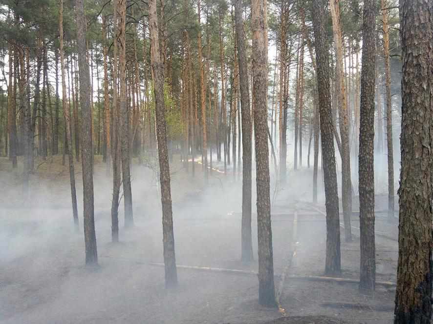 Неподалік Полтави пожежники врятували від вогню двох зайченят. ФОТО