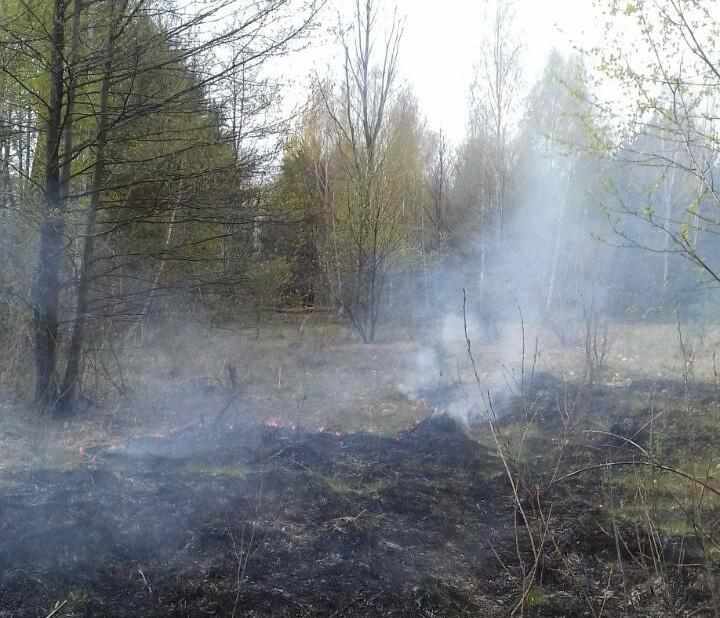 Спалені ліси, будинки та знищені тварини: наслідки людської недбалості на Полтавщині 