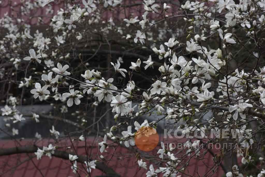 Що заплановано у Полтаві цими вихідними 12 та 13 травня 2018 року. Афіша