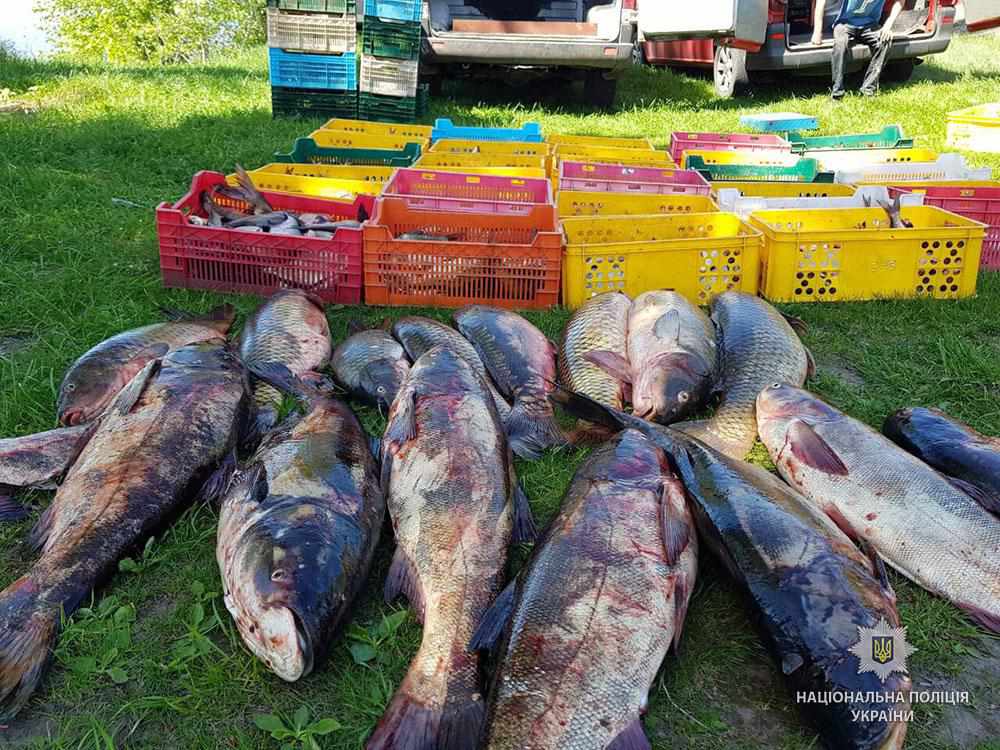 На Полтавщині чоловік перевозив понад 600 кілограмів риби сумнівної якості без документів