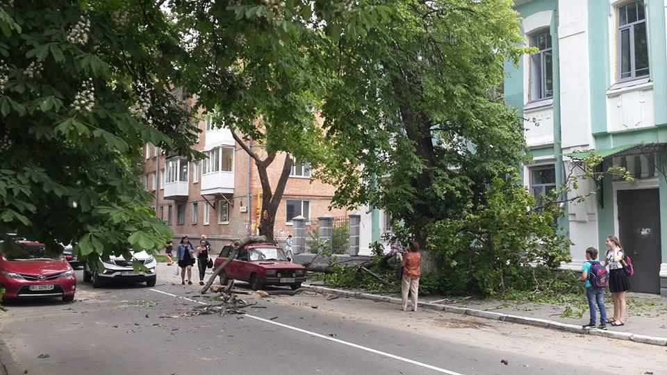 В центрі Полтави дерево впало на автомобіль. ФОТО 