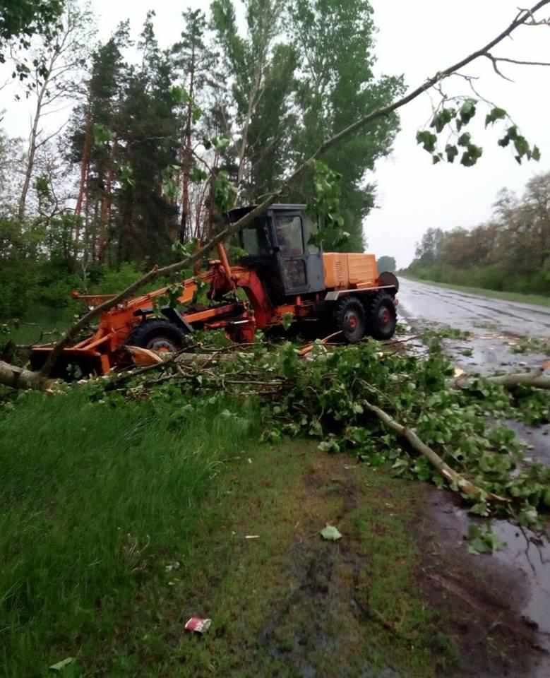 На Полтавщині буревій повалив дерева на дорогу. ФОТО