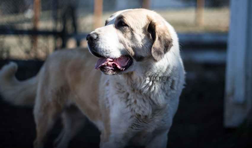 На Полтавщині дівчинку вкусив алабай: що кажуть власники собаки та родина потерпілої. ВІДЕО