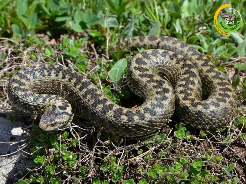 Вдруге за тиждень: на Полтавщині чоловіка вкусила змія