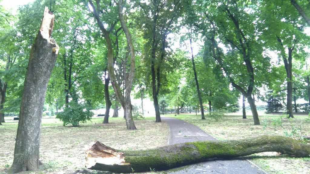 Поламані дерева: наслідки нічної негоди у Полтаві. ФОТО