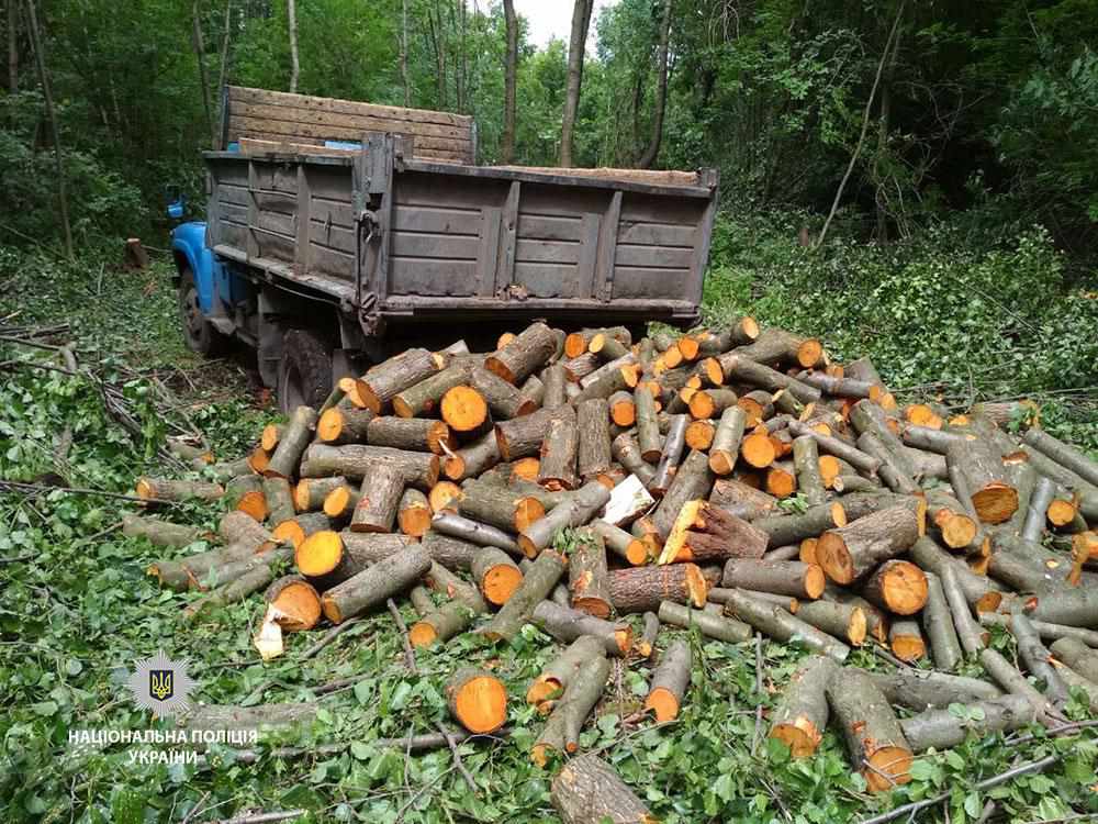 На Полтавщині вже вкотре зафіксували факт незаконного вирубування дерев