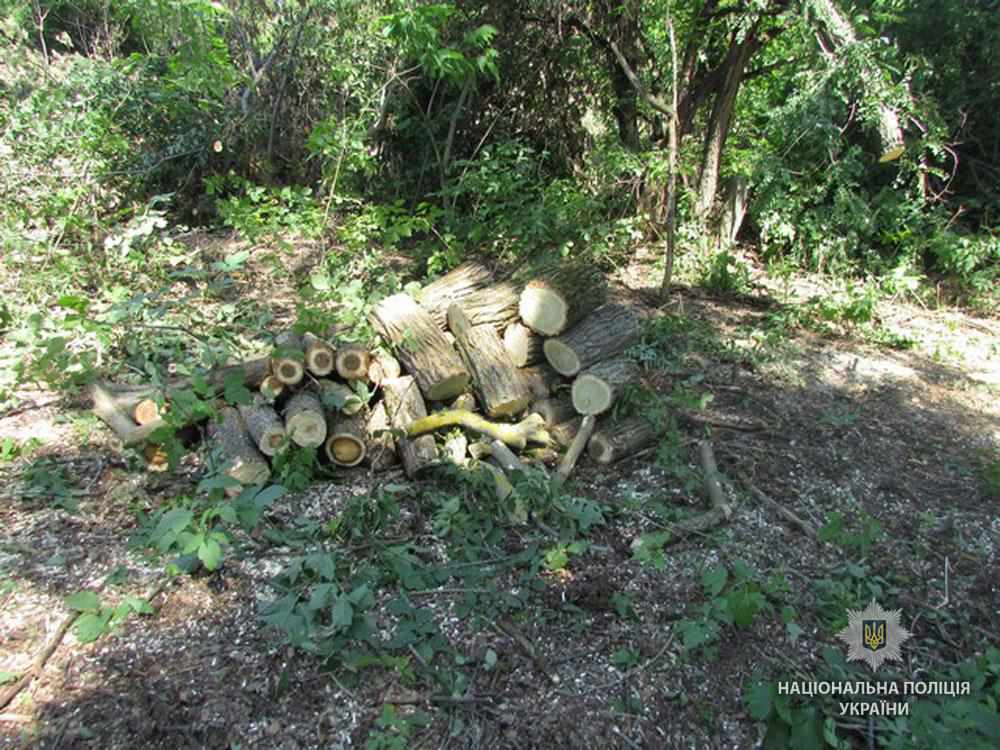 На Полтавщині в саду сільради незаконно випиляли дерева