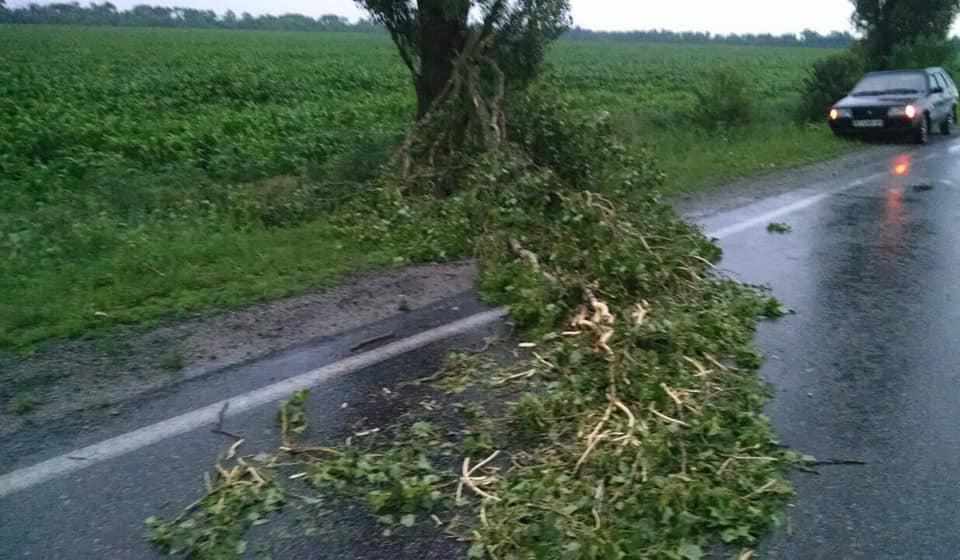 На Полтавщині деревами позавалювало дороги. ФОТО