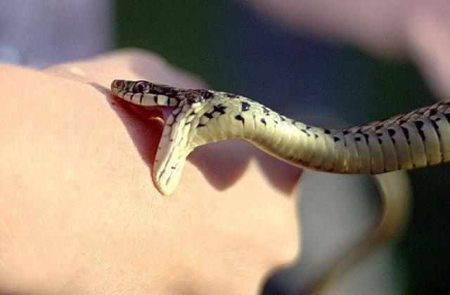 Під час прогулянки полтавку вкусила змія