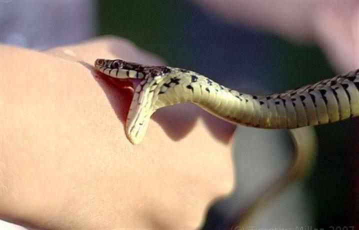 На Полтавщині від укусу змії постраждав підліток