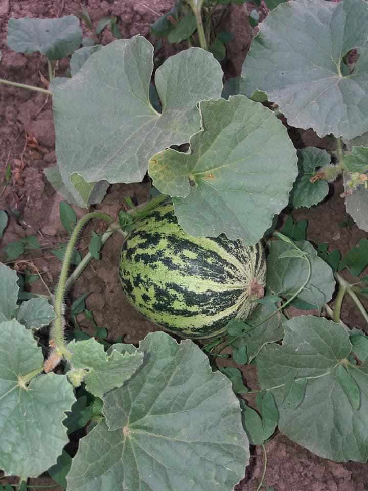 Посадила огірки, а вродило диво: полтавка уперше виростила незнайомі плоди. ФОТО. ОНОВЛЕНО