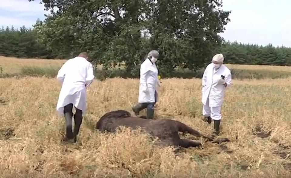 На Полтавщині підстрелили лосиху і заганяли джипом до смерті. ФОТО, ВІДЕО