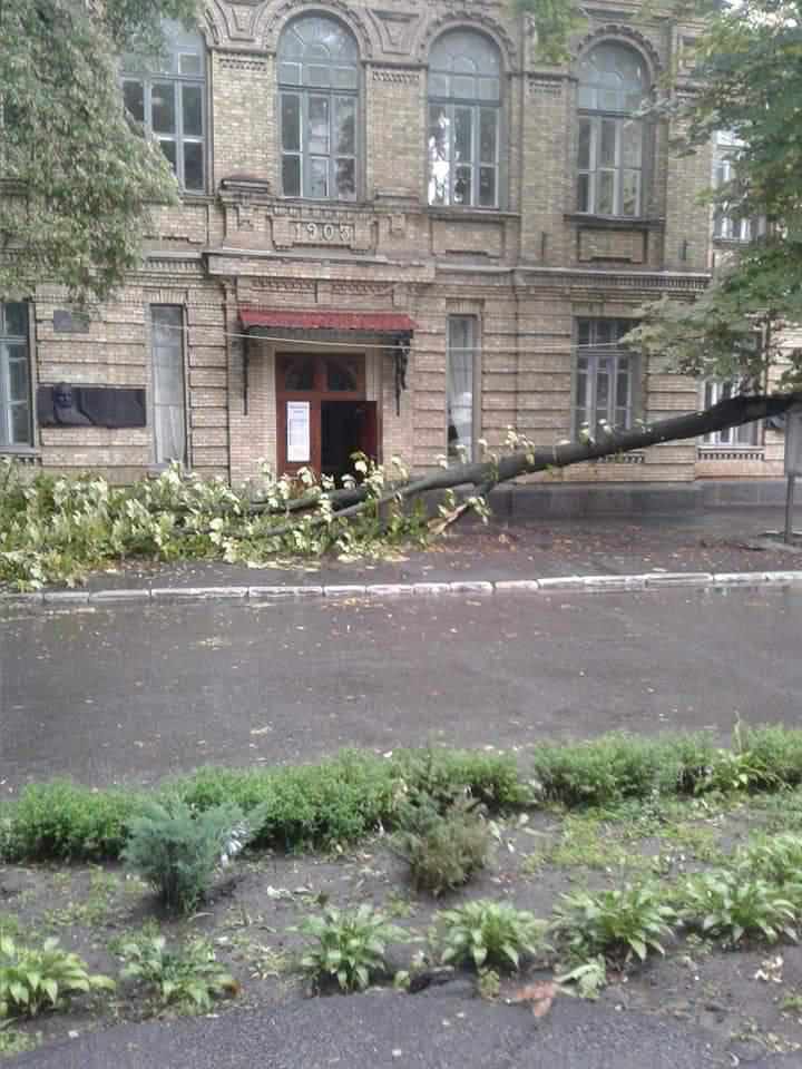 Біля полтавських вишів упали дерева. ФОТО