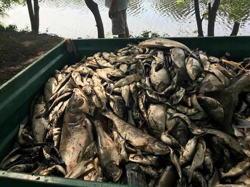 Понад дві тонни мертвої риби виловили рибалки в селищі на Полтавщині. ВІДЕО