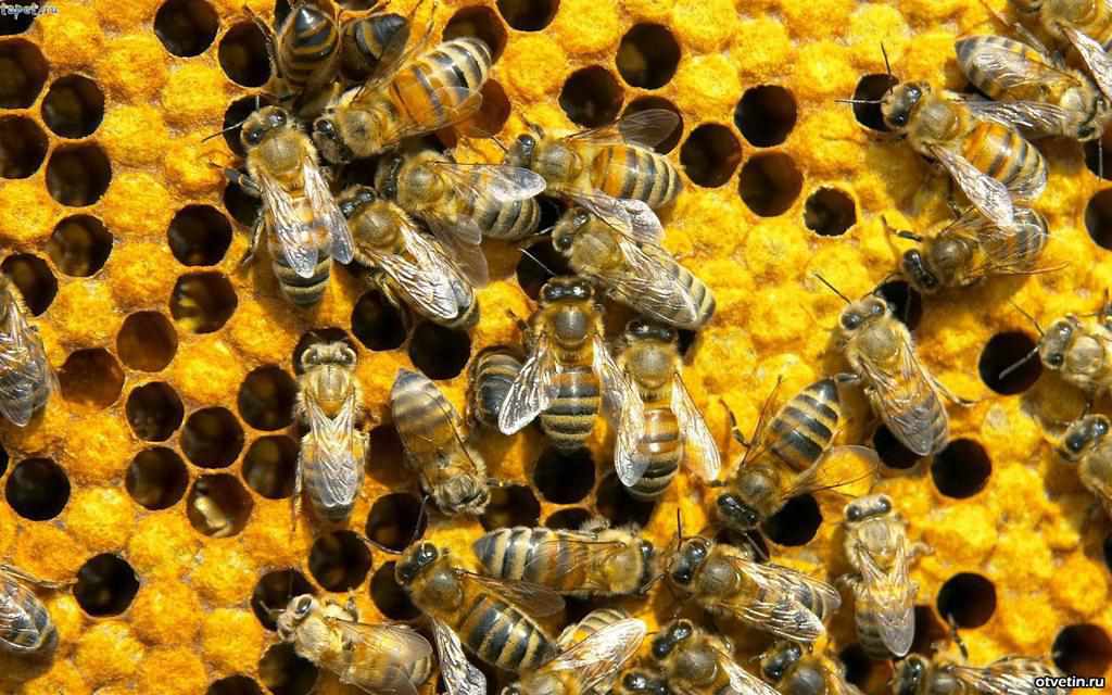 26-річний полтавський пасічник: «Якби бджоли не жалили, то їх би розводив кожен»