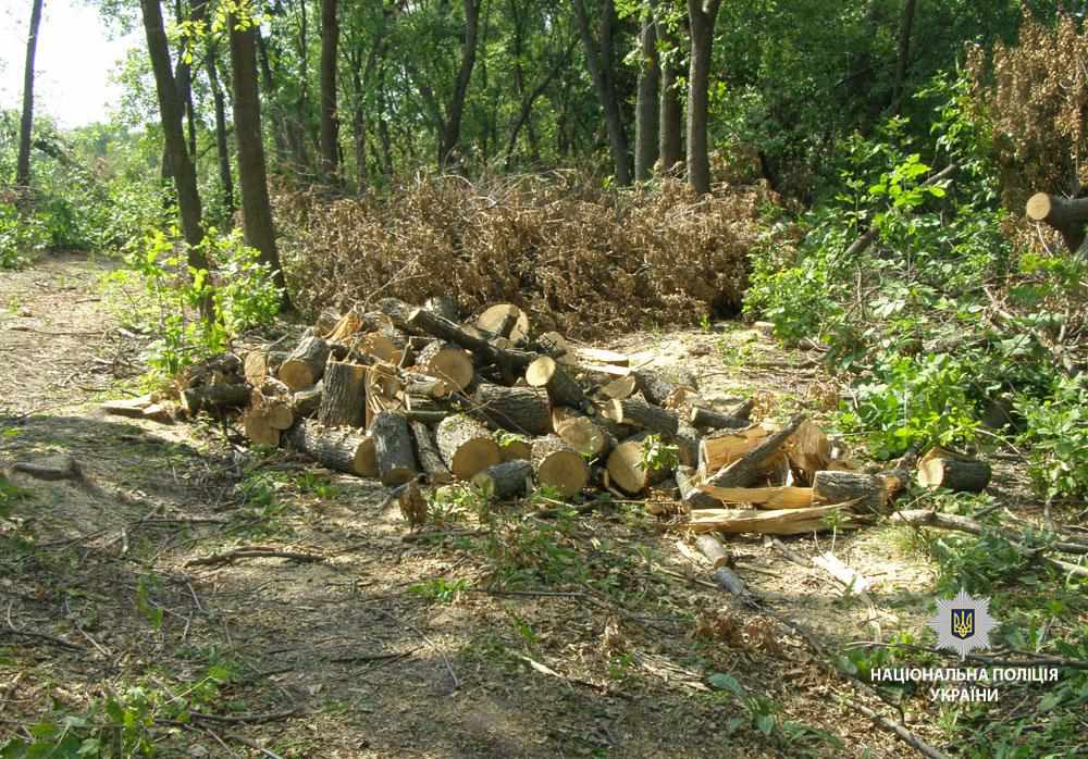 На Полтавщині незаконно вирубали 12 дерев
