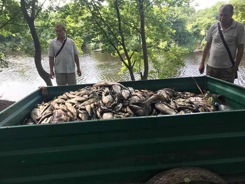 Від чого загинули тонни риби в селищі на Полтавщині: висновок експертів