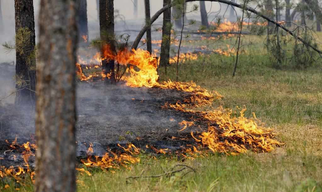 На Полтавщині оголосили надзвичайний рівень пожежної небезпеки на 7-13 серпня