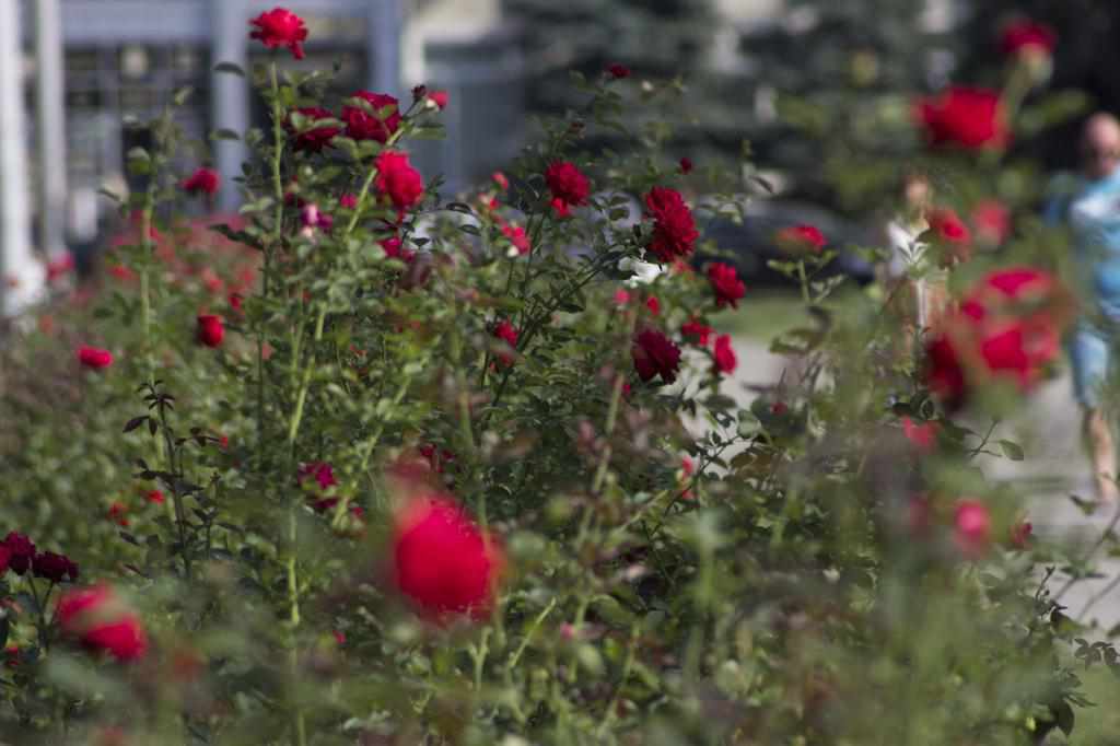 Через реконструкцію з площі перед Полтавською ОДА зникне найбільша трояндова клумба міста. ФОТО