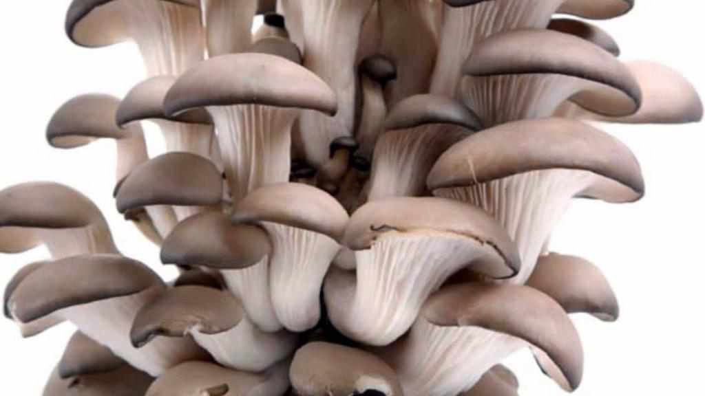 У Полтаві продають цвілі гриби і кажуть, що так треба